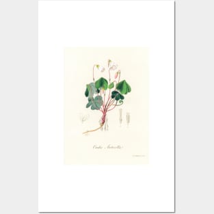 Common Wood-sorrel - Botanical Illustration Posters and Art